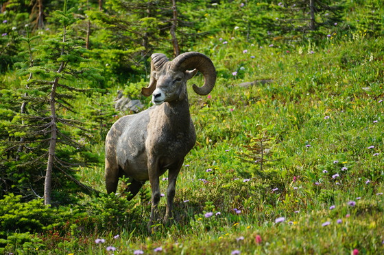 Glacier National Park