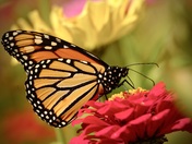 Monarch in my garden