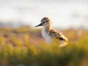 Don Edwards San Francisco Bay National Wildlife Refuge