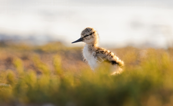 Don Edwards San Francisco Bay National Wildlife Refuge