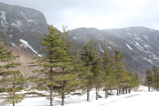 White Mountains National Forrest