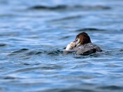 Hungry Common Merganser