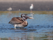 St. Marks National Wildlife Refuge
