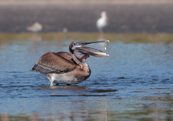 St. Marks National Wildlife Refuge
