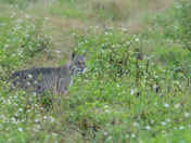 St. Marks National Wildlife Refuge