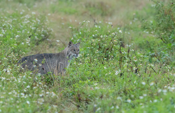 St. Marks National Wildlife Refuge