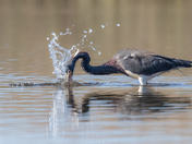 St. Marks National Wildlife Refuge