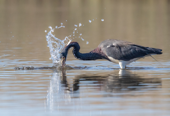 St. Marks National Wildlife Refuge