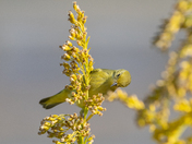 St. Marks National Wildlife Refuge