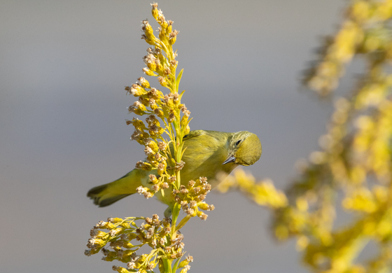St. Marks National Wildlife Refuge