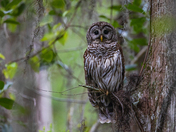 Arthur R. Marshall Loxahatchee National Wildlife Refuge