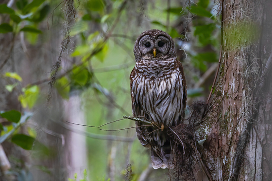 Arthur R. Marshall Loxahatchee National Wildlife Refuge