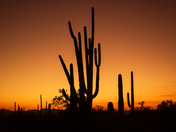 Saguaro National Park West