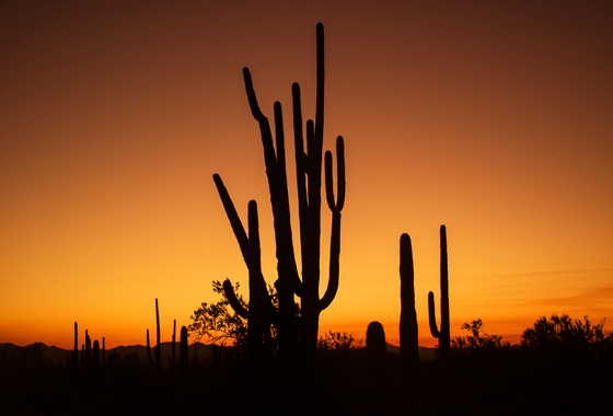 Saguaro National Park West