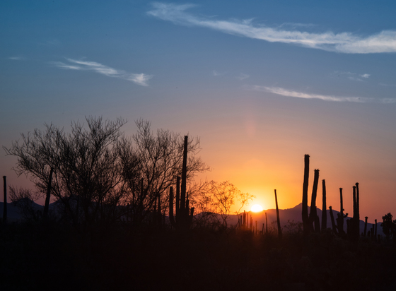 Saguaro National Park West