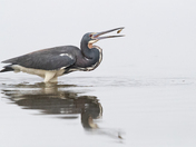 St. Marks National Wildlife Refuge
