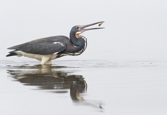 St. Marks National Wildlife Refuge