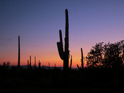 Saguaro National Park West