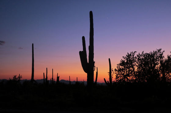 Saguaro National Park West