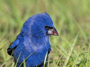 St. Marks National Wildlife Refuge