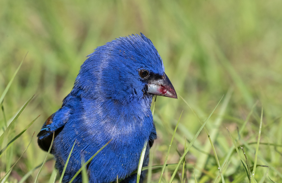 St. Marks National Wildlife Refuge
