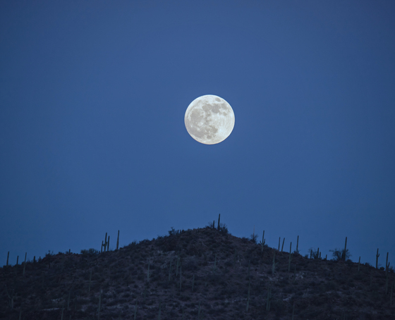 Saguaro National Park West