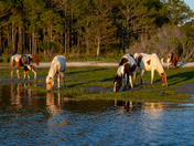 Assateague Island National Seashore