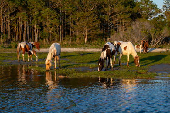 Assateague Island National Seashore