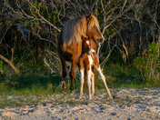 Assateague Island National Seashore