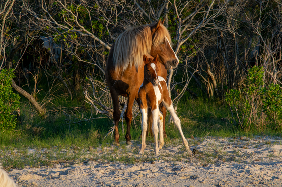 Assateague Island National Seashore
