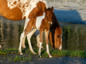 Assateague Island National Seashore