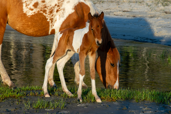 Assateague Island National Seashore