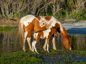 Assateague Island National Seashore