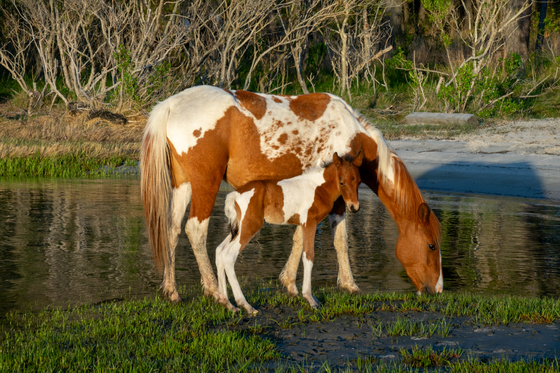 Assateague Island National Seashore