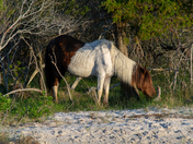 Assateague Island National Seashore