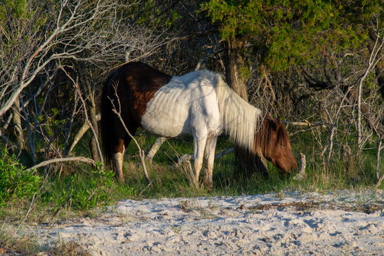 Assateague Island National Seashore