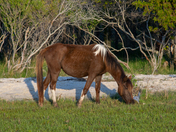 Assateague Island National Seashore