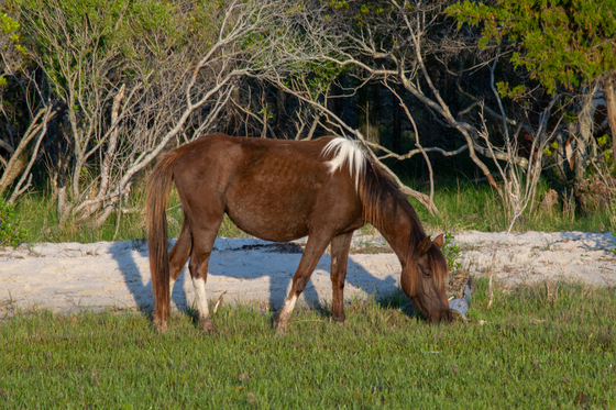 Assateague Island National Seashore