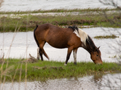 Assateague Island National Seashore
