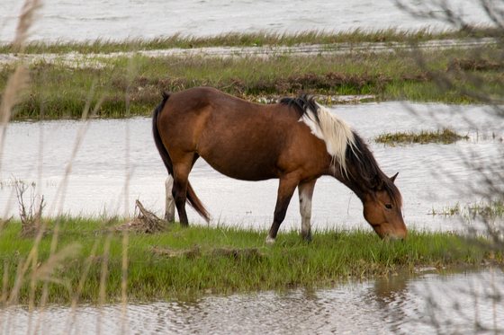 Assateague Island National Seashore
