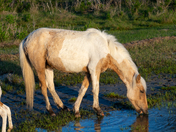 Assateague Island National Seashore