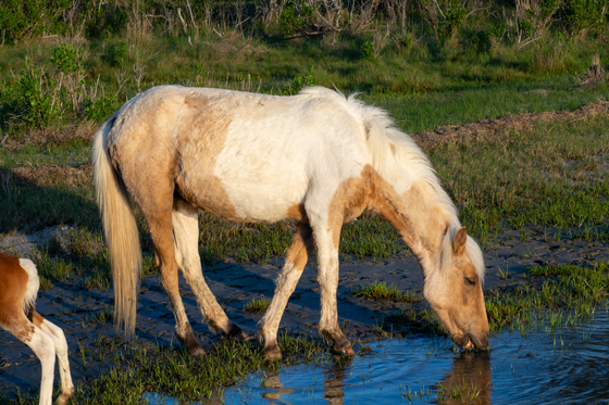 Assateague Island National Seashore