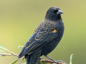 Red-Winged Blackbird