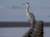 Great blue heron