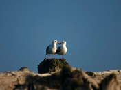 Rialto Beach