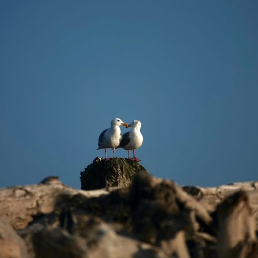 Rialto Beach
