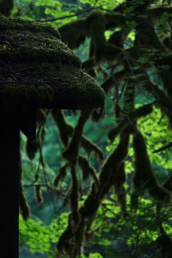 North Cascade National Park