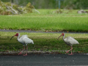 Everglades National Park