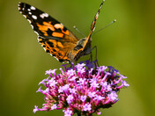 Flowers n' Butterflies