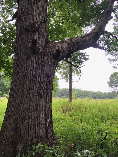 Indiana Dunes National Park